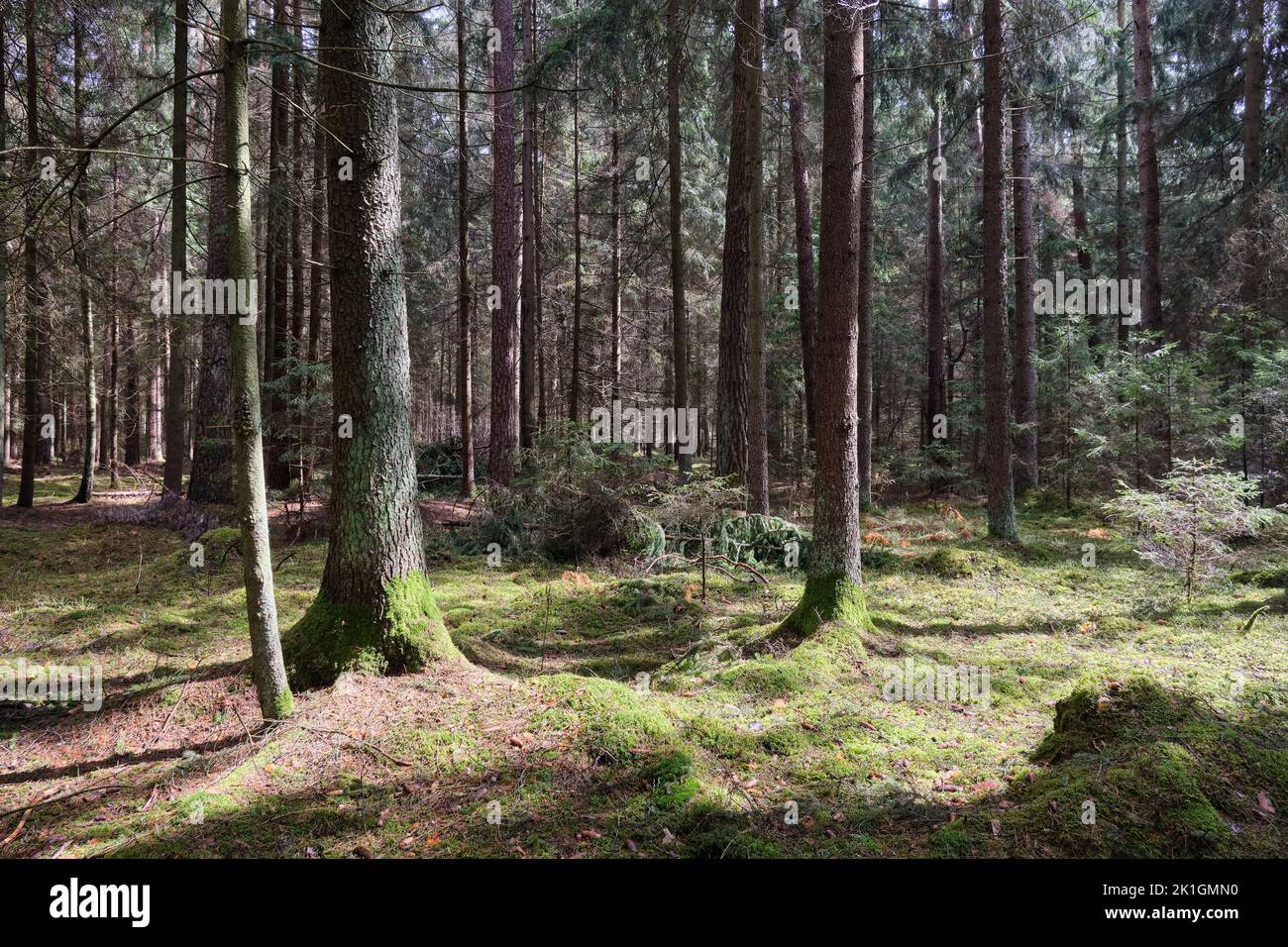 Forêt de conifères de printemps stan au soleil avec des pins et des sprint, forêt de Bialowieza, Pologne, Europe Banque D'Images