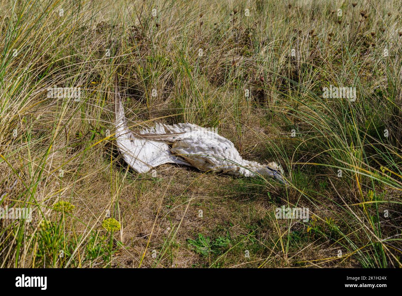 Le corps d'un oiseau de mer mort, un gantet du nord (Morus bassanus), sur une plage de Cornwall, dans l'ouest de l'Angleterre, probablement victime de l'influenza aviaire (grippe aviaire) Banque D'Images