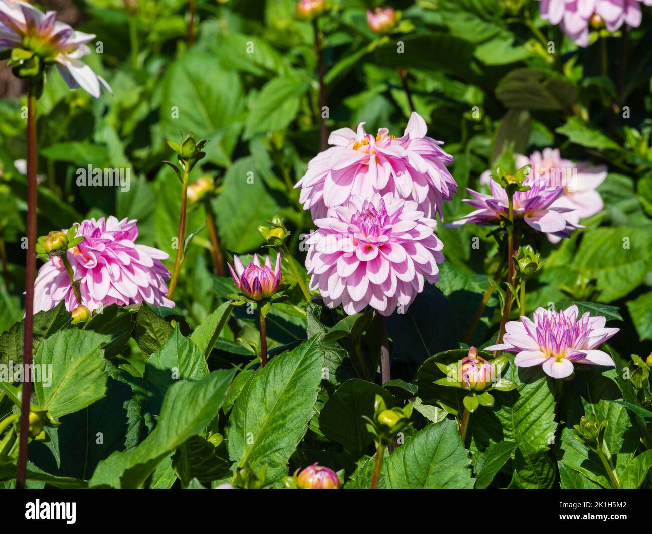 Fleurs roses entièrement doubles de la moitié de la frontière d'été vivace, Dahlia 'Sweet surprise' Banque D'Images