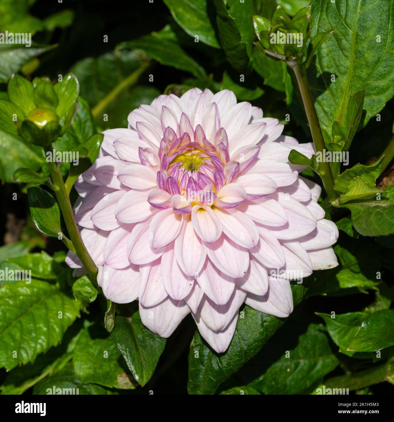Fleurs roses entièrement doubles de la moitié de la frontière d'été vivace, Dahlia 'Sweet surprise' Banque D'Images
