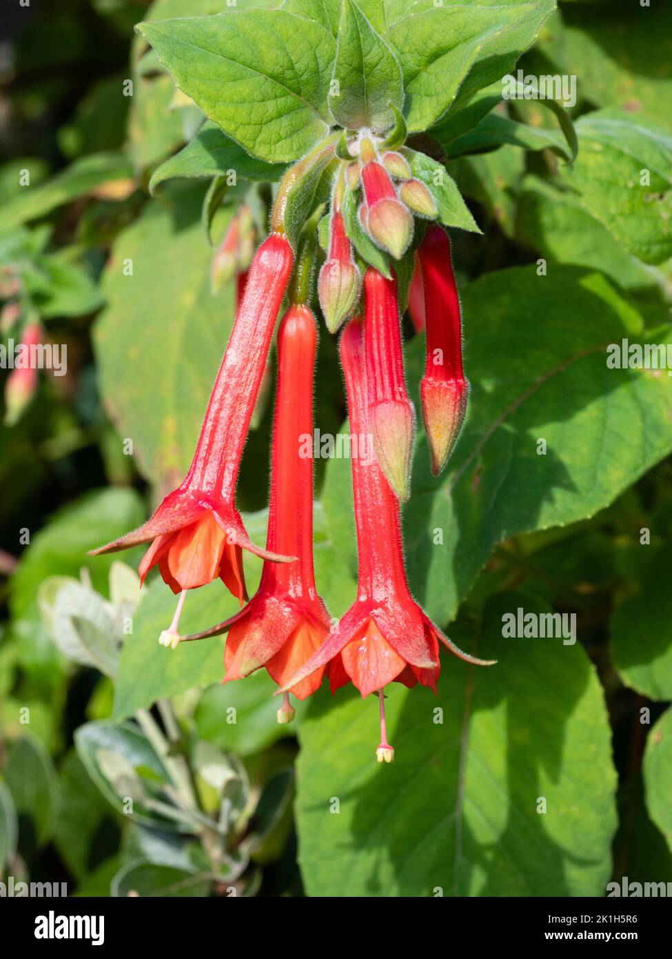 Fleurs tubulaires rouges à bout vert de l'arbuste fuchsia à moitié endurci, Fuchsia fulgens Banque D'Images