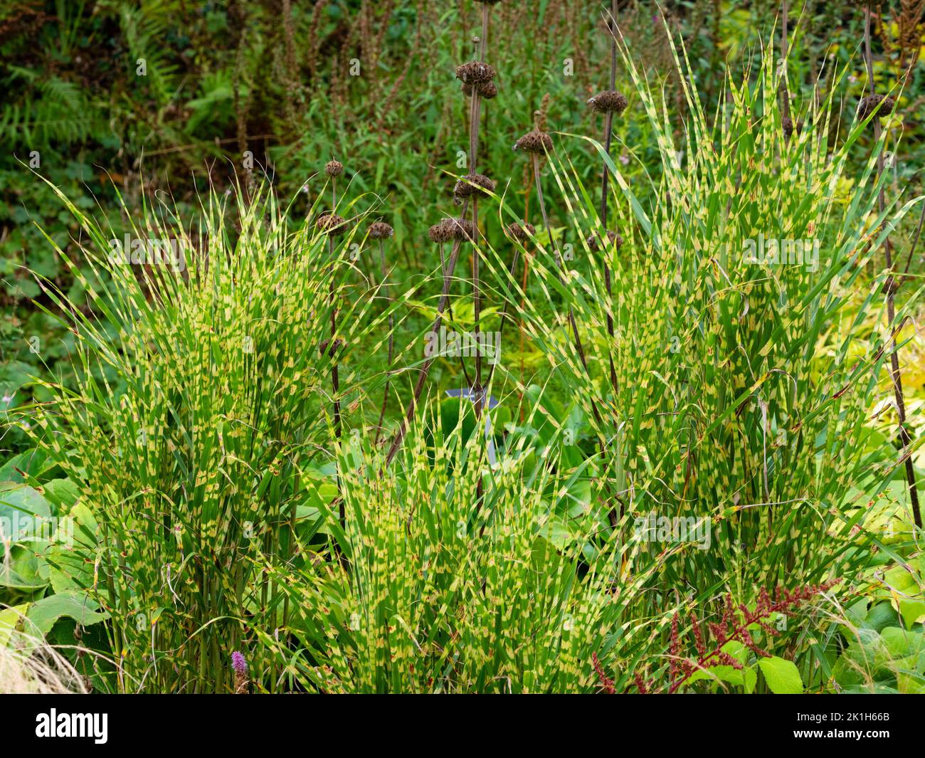 Feuillage vertical barré jaune et vert de l'herbe ornementale robuste, Miscanthus sinensis 'Gold Bar' Banque D'Images