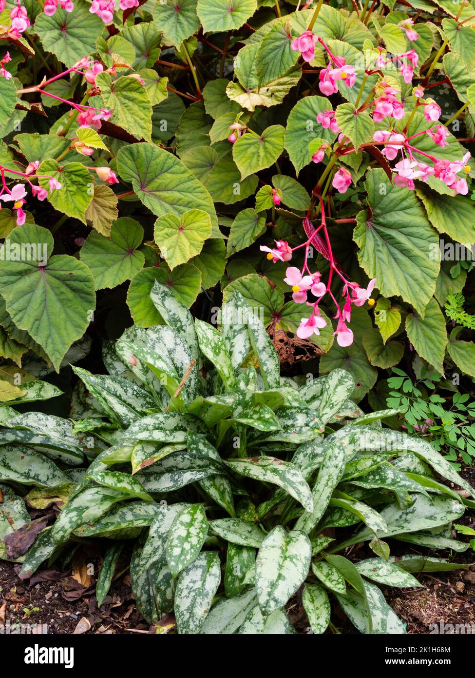 Le feuillage d'automne contraste avec le begonia grandis var. Evansiana 'Claret Jug' et Pulmonaria 'Silver surprise' Banque D'Images