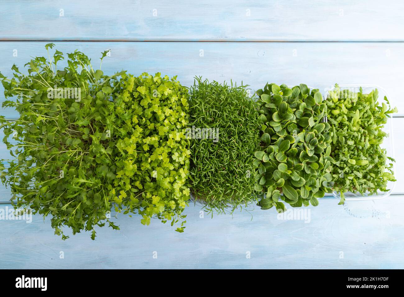 Ensemble de boîtes avec des pousses microvertes d'épinards, de carottes, de chrysanthème, de bourrache, de mizuna chou sur fond de bois bleu. Vue de dessus, Flat lay, copie sp Banque D'Images