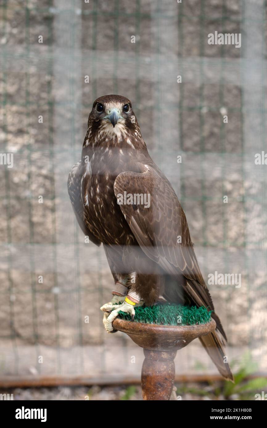 Un Bel Oiseau De Proie Faucon Pèlerin Dans Une Volière Et Un Casier ...