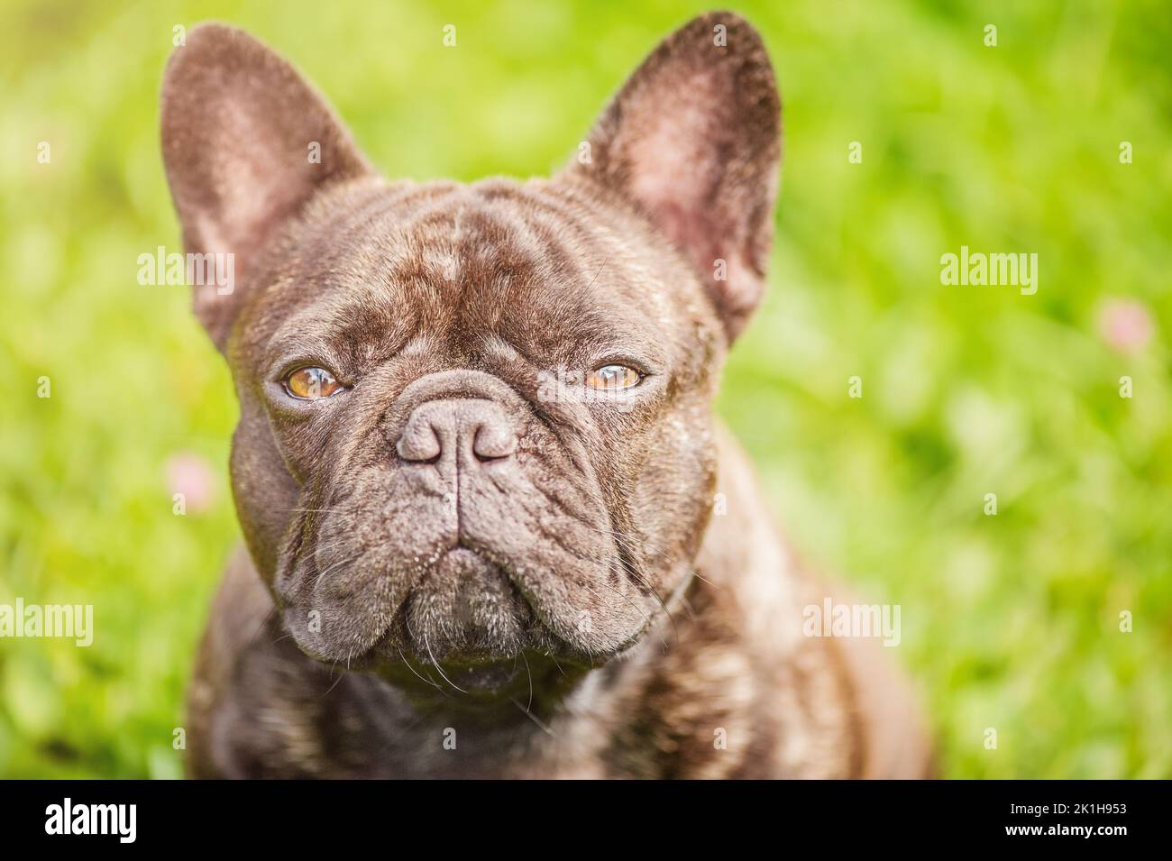 Un jeune chien sur fond d'herbe verte. Le chien est noir et bringé de la race française de bouledogue Banque D'Images