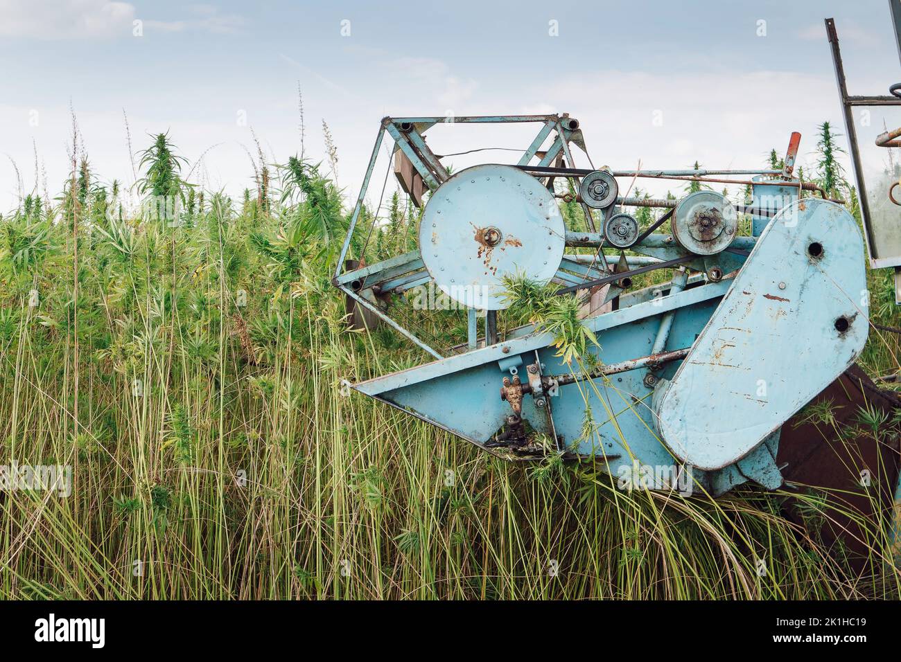 Moissonneuse-batteuse qui récolte la richesse de la plantation de chanvre industriel Banque D'Images Moissonneuse-batteuse qui récolte la richesse de la plantation de chanvre industriel Banque D'Images