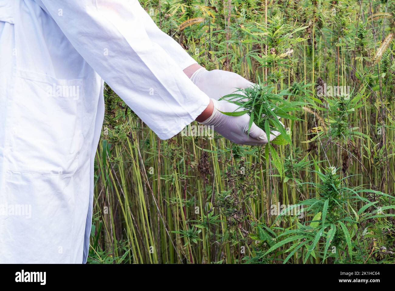 Agronome en manteau blanc, avec les mains en gants blancs tenant la fleur de chanvre CBD de plante dans la plantation, gros plan Banque D'Images