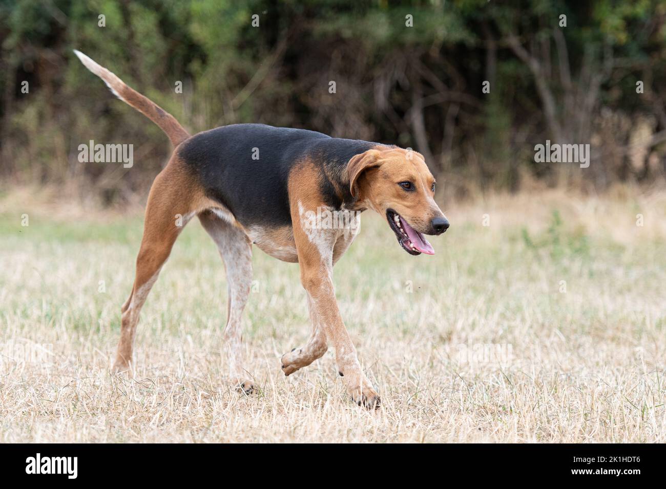 Fox hound Banque D'Images