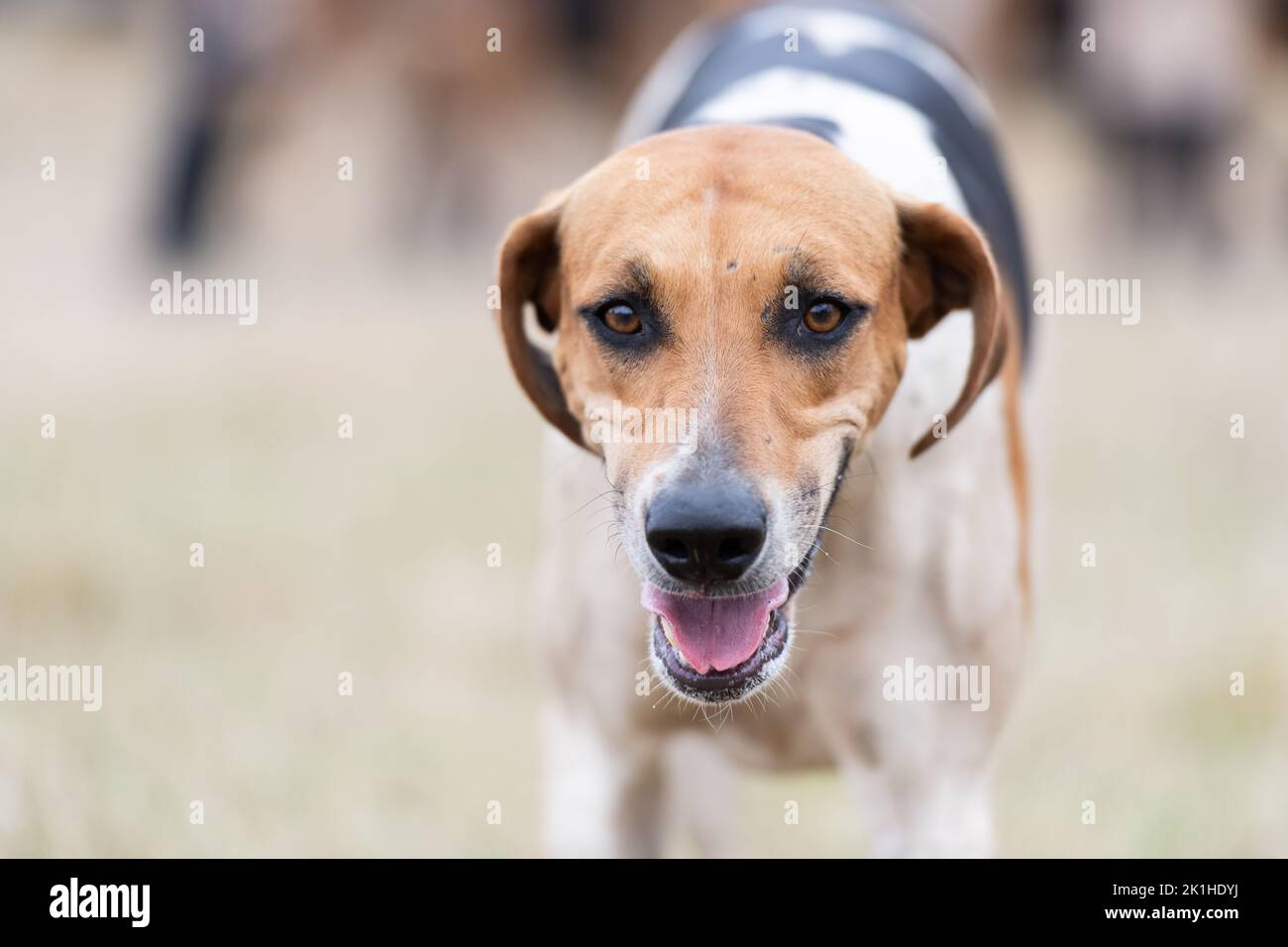 Fox hound Banque D'Images