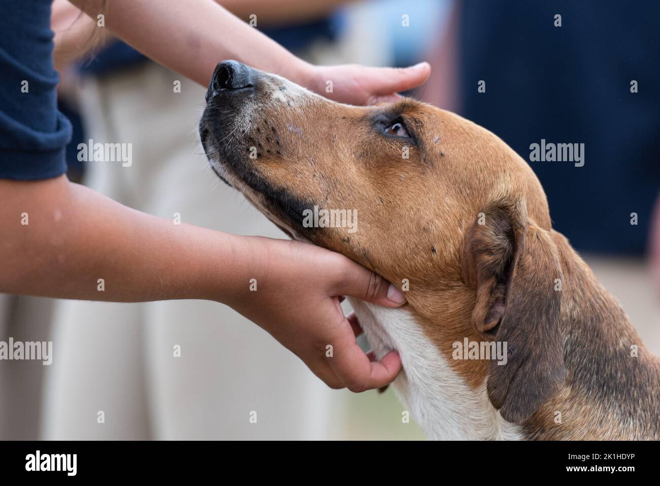 Chien de renard traqué par les enfants Banque D'Images