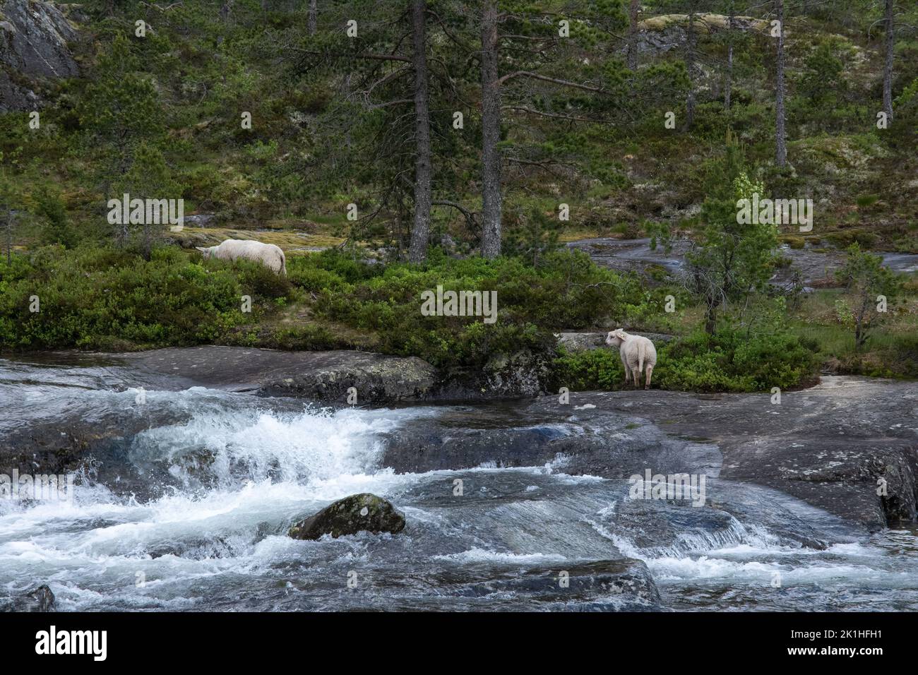 Paysages merveilleux en Norvège. Vestland. Magnifique paysage de la cascade de Likholefossen et de la rivière Eldalselva Gaula. Montagne, arbres et moutons à l'arrière Banque D'Images
