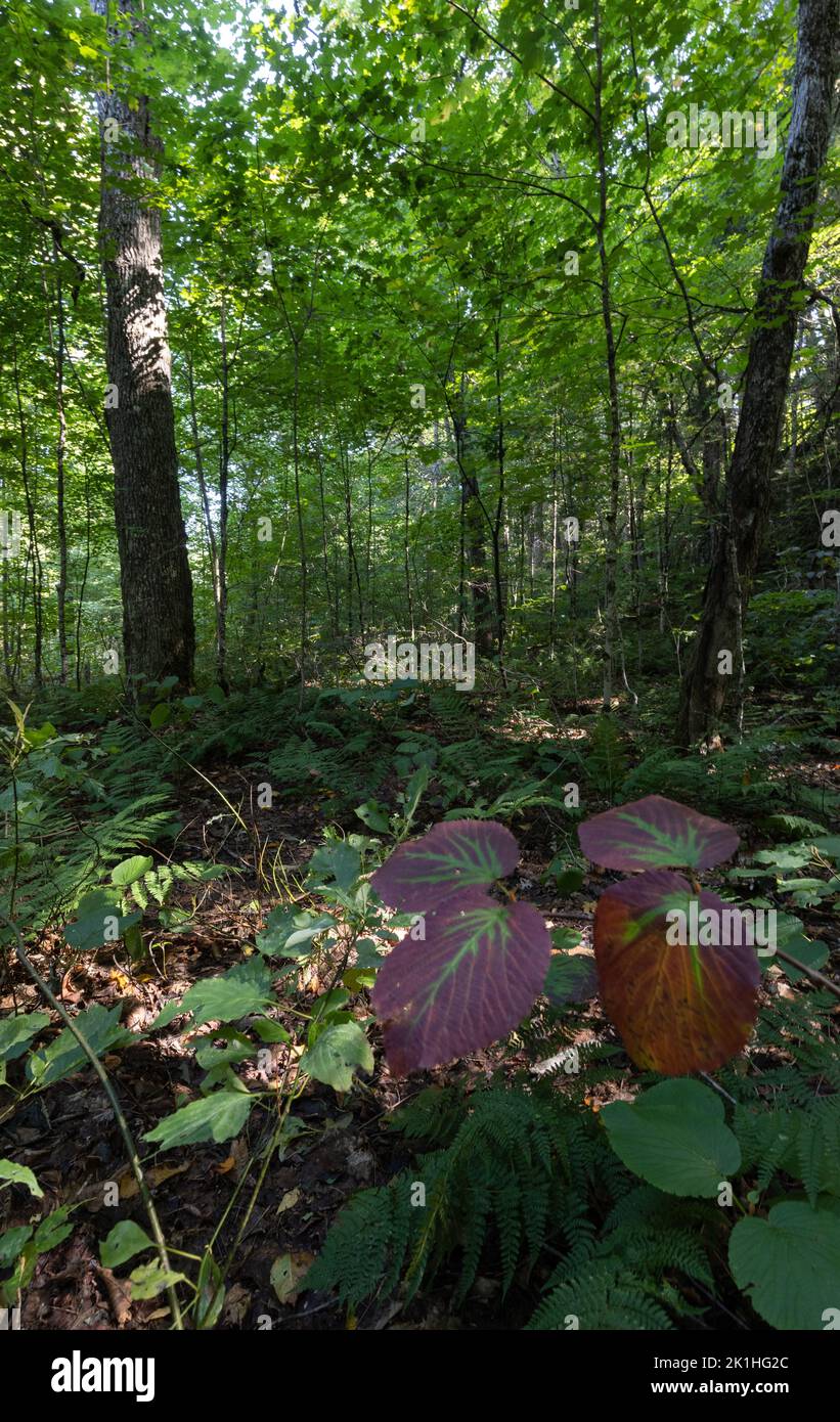 Sentier forestier dans le parc Algonquin en Ontario à la fin de l'été Banque D'Images