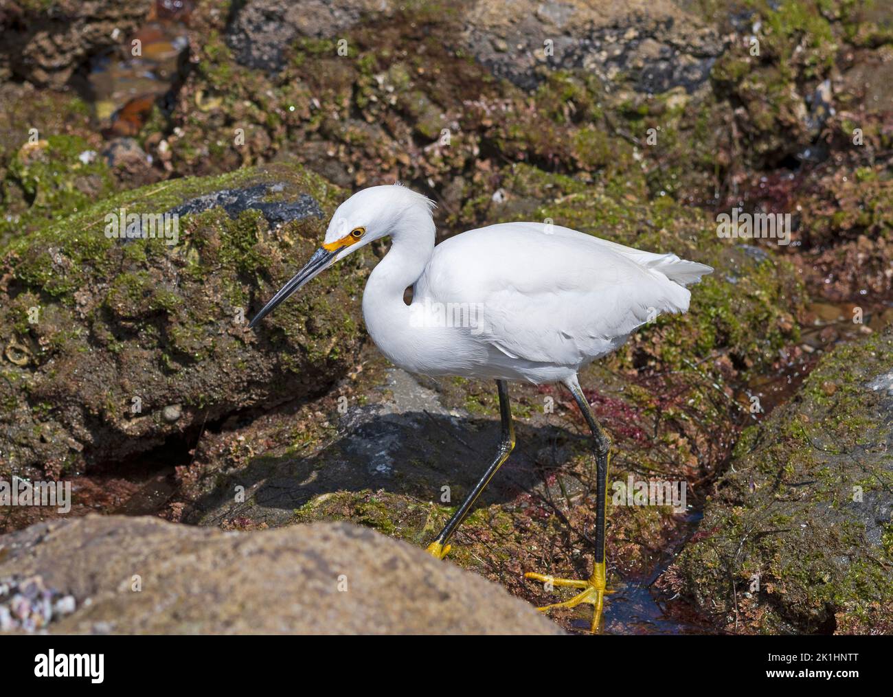 Un Egret de neige à la recherche des bassins de Tide à la Jolla, en Californie Banque D'Images