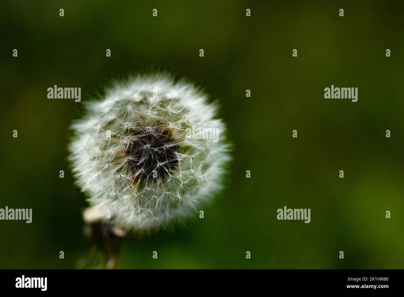 Macro photo d'un pissenlit Banque D'Images