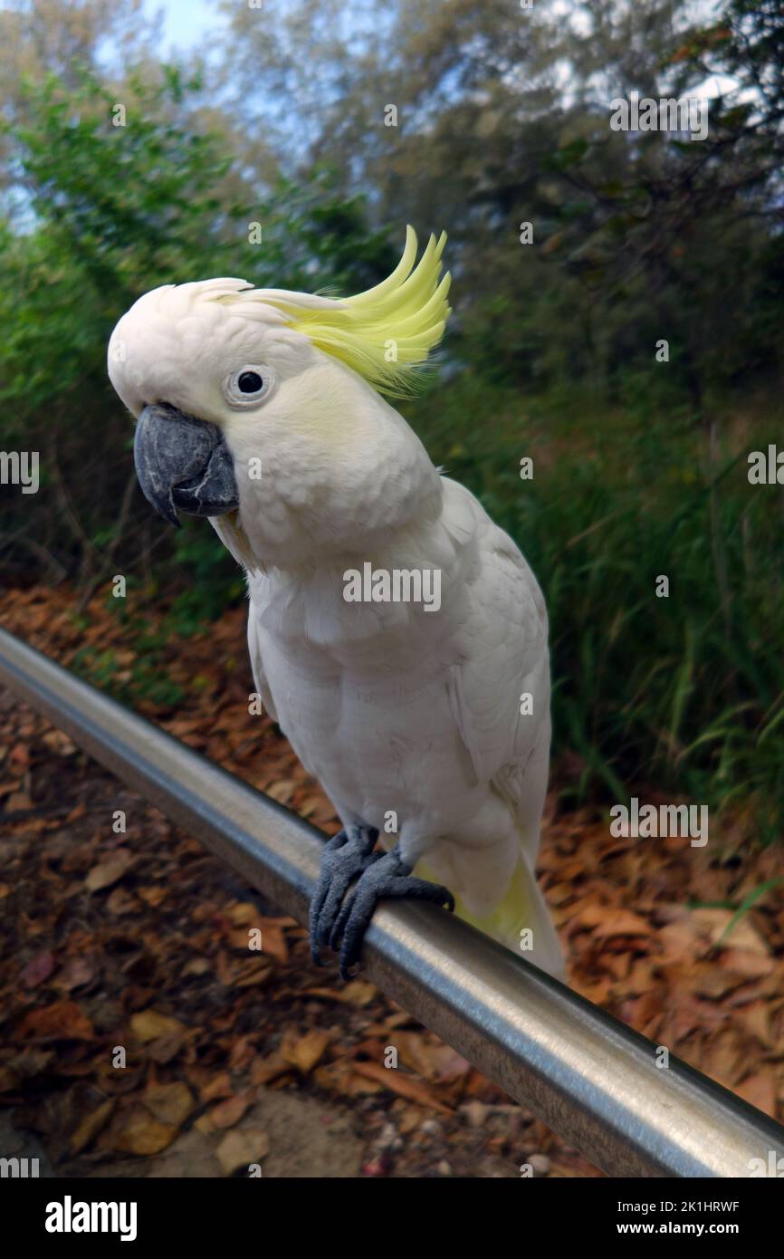 Cafatoo à crête de soufre (Cacatua sulfurea) , Yorkey's Knob, Cairns, Queensland, Australie Banque D'Images