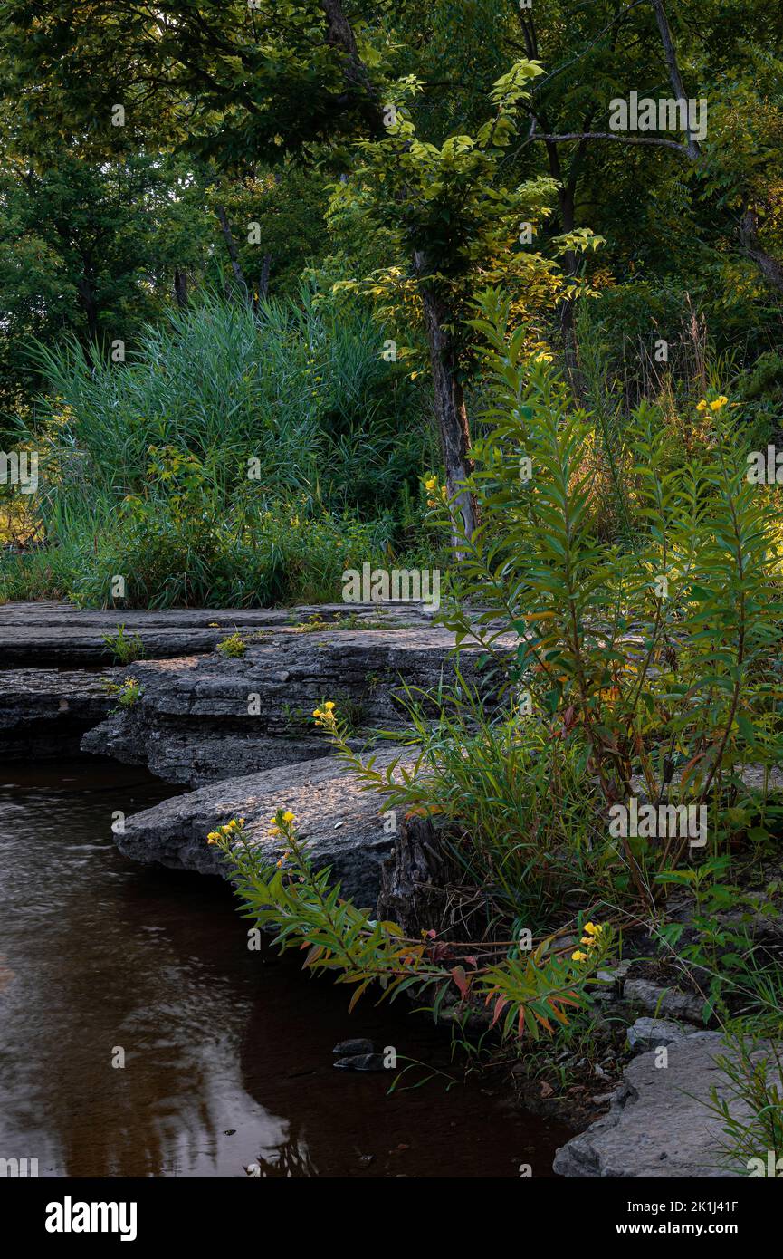 Le rivage du ruisseau Prairie contient des espèces exotiques comme Common Evening Primrose, la zone de pêche et de faune de la rivière des Plaines, le comté de will, il Banque D'Images