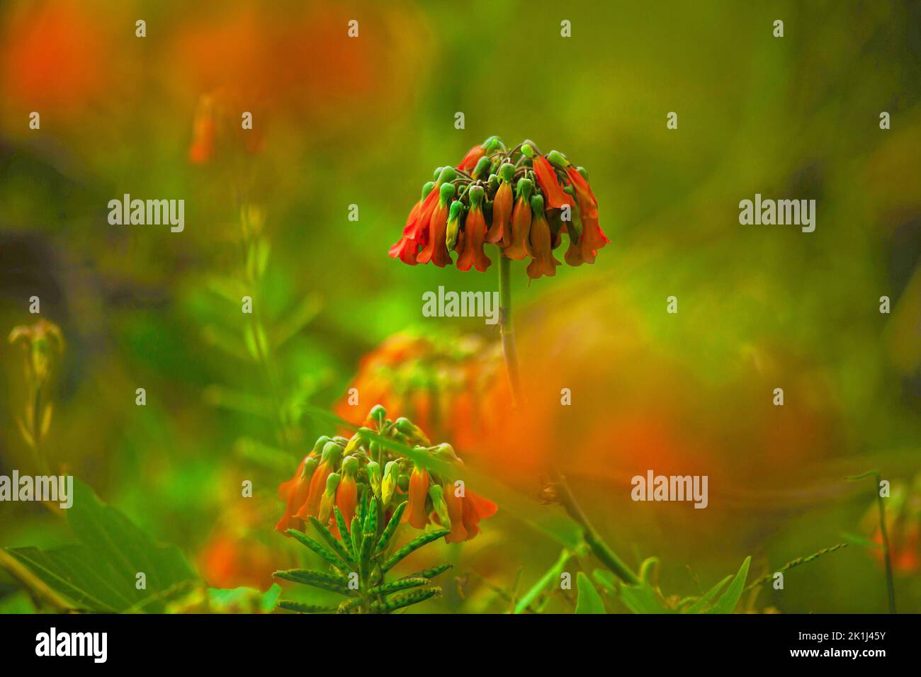 Mère de millions de personnes (Bryophyllum delagoense), ou plante lustre. Il est toxique pour le pâturage du bétail. Originaire de Madagascar Banque D'Images