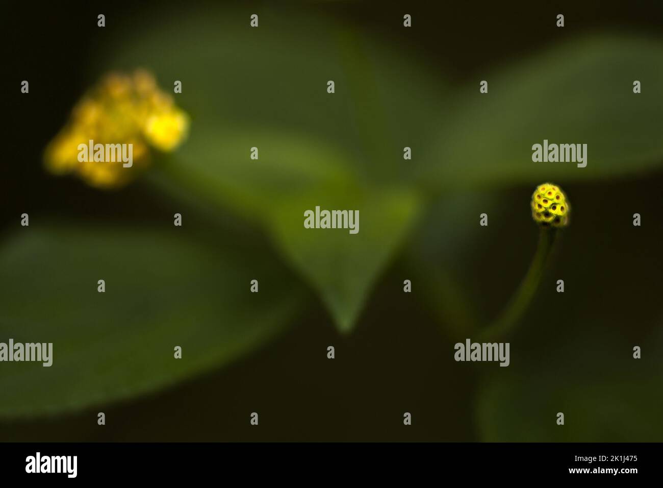 Fleurs de Lantana (Lantana sp.) macro photographie du bourgeon de fleur jaune. En Australie, cette plante envahissante introduite fournit de la nourriture aux oiseaux et aux insectes. Banque D'Images
