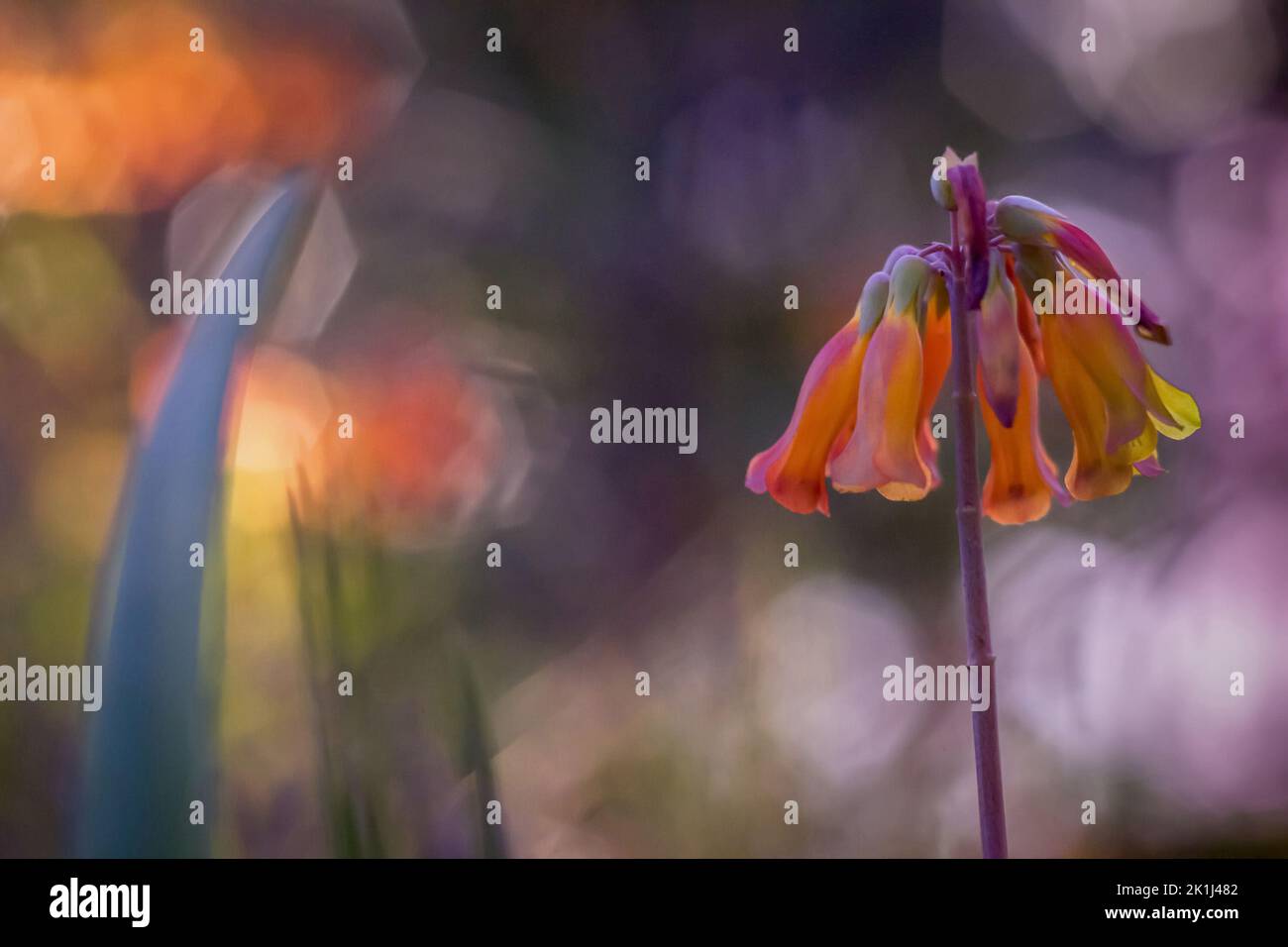 Mère de millions de personnes (Bryophyllum delagoense), ou plante lustre. Il est toxique pour le pâturage du bétail. Natif de Madagaascar Banque D'Images