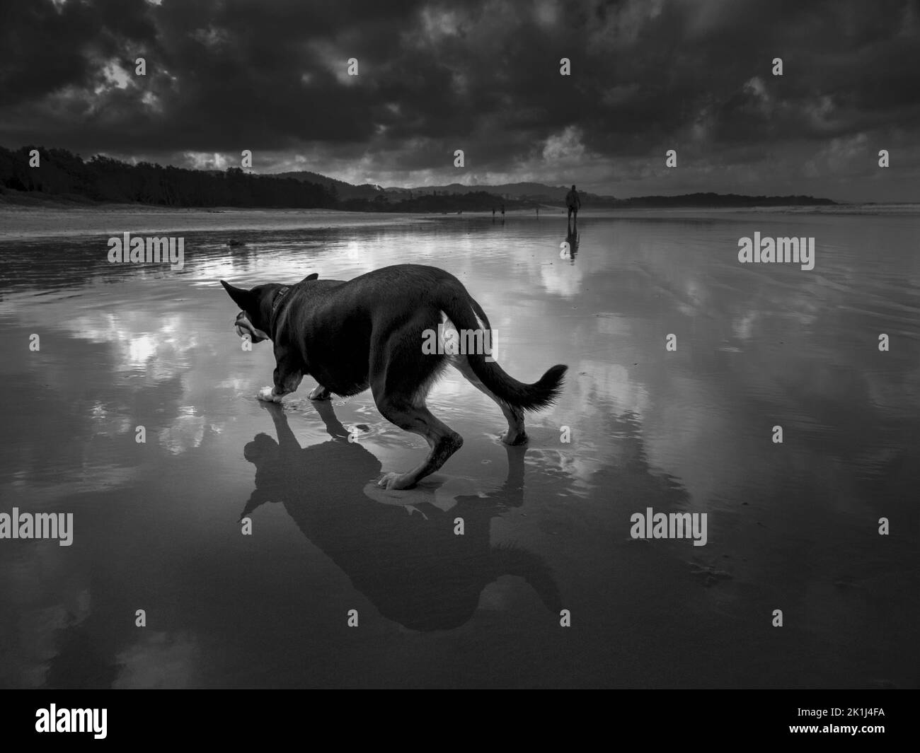Kelpie (Canis familiaris) à une plage jouant avec un ballon. Banque D'Images