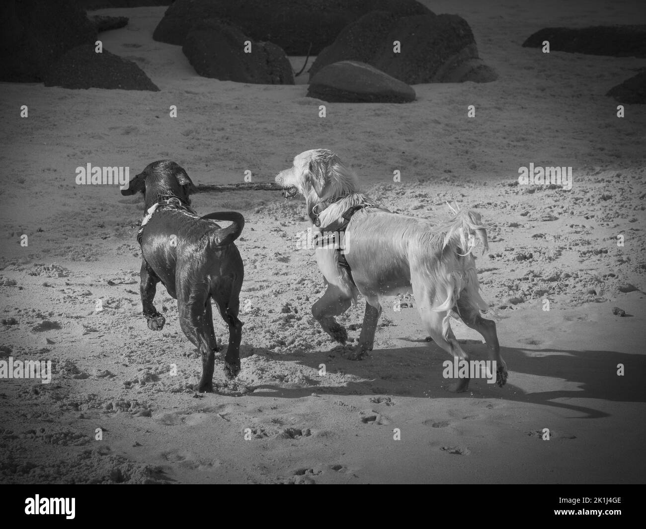 Deux chiens labrador (Canis familiaris) à une plage, partageant un bâton. Banque D'Images