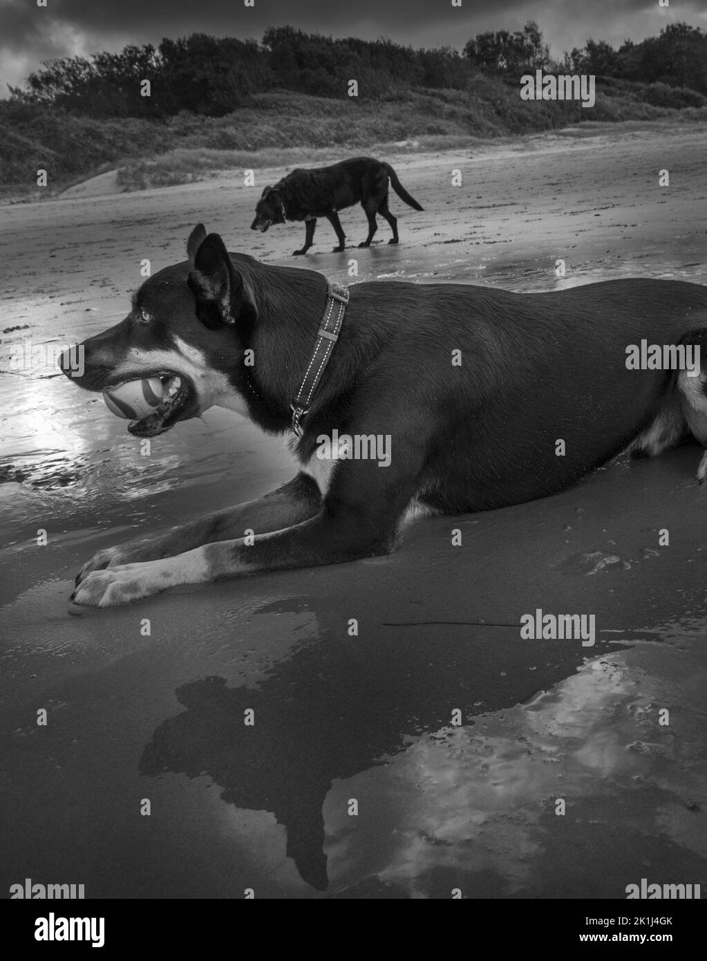 Chiens (Canis familiaris) à une plage, un jeune plus proche de la caméra, un vieux individu au-delà. Banque D'Images