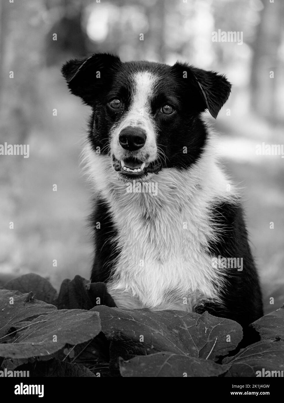 Border collie (Canis familiaris) regarde le photographe avec enthousiasme et dévotion. Banque D'Images