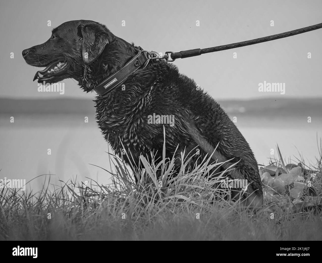 Labrador (Canis familiaris), Labrador noir sur une tête assise près d'un lac (la personne tenant la tête hors du cadre). Banque D'Images