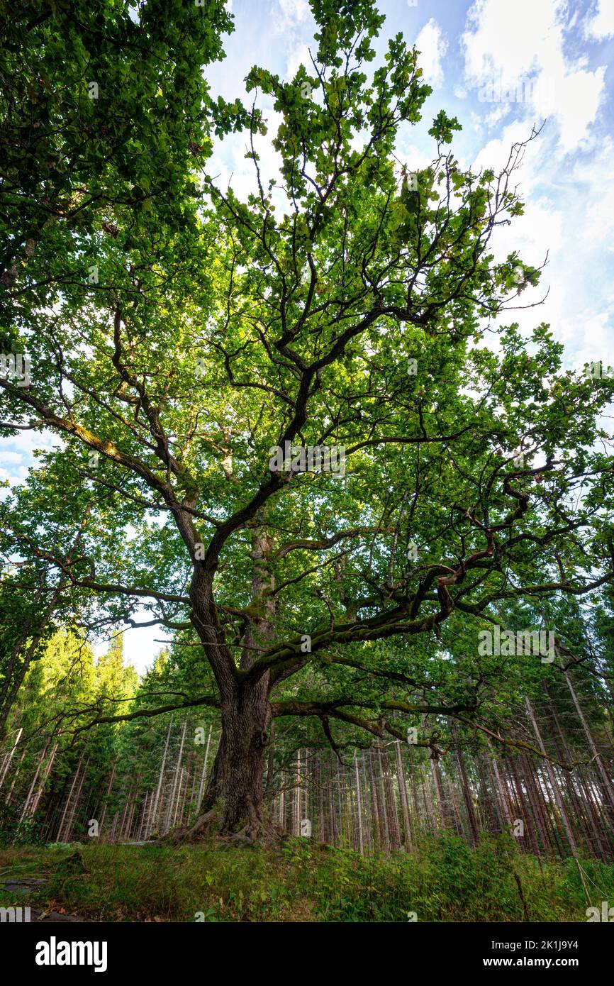 Luxuriant et verdoyant, le chêne de Paavola (Paavolan Tammi) - grand, vieux et célèbre chêne à Lohja, en Finlande, par une journée ensoleillée en été. Banque D'Images