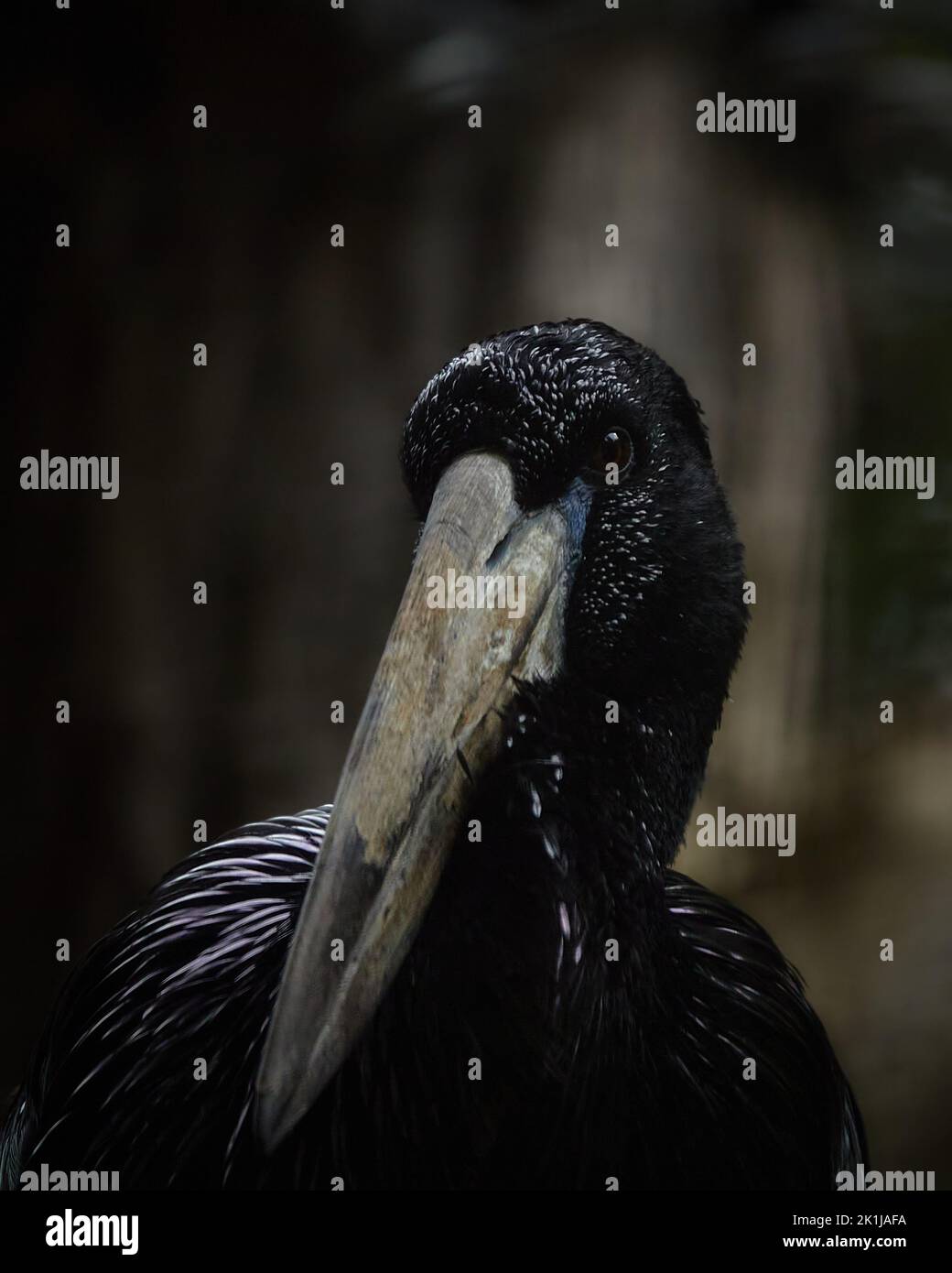 Portrait d'un openbill africain Banque D'Images