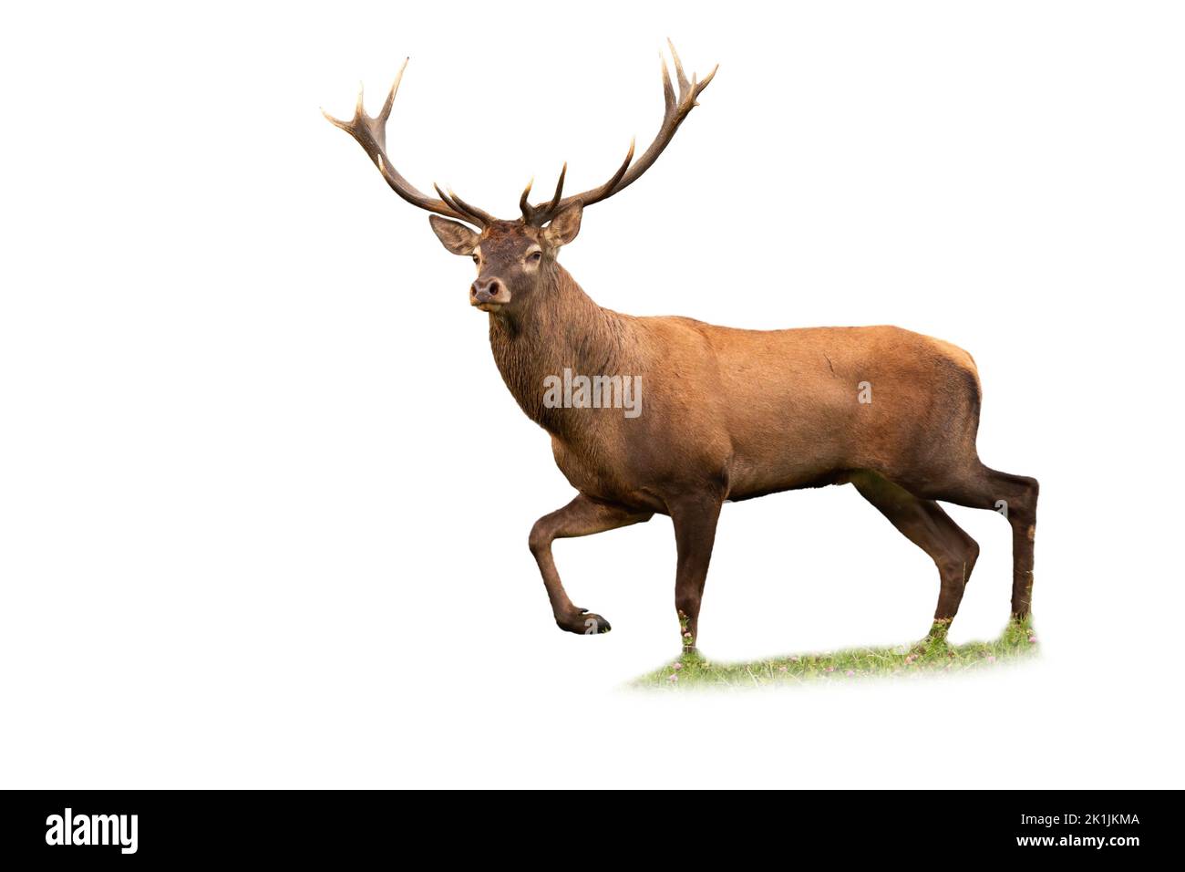 Cerf rouge marche sur un pré isolé sur fond blanc Banque D'Images Cerf rouge marche sur un pré isolé sur fond blanc Banque D'Images