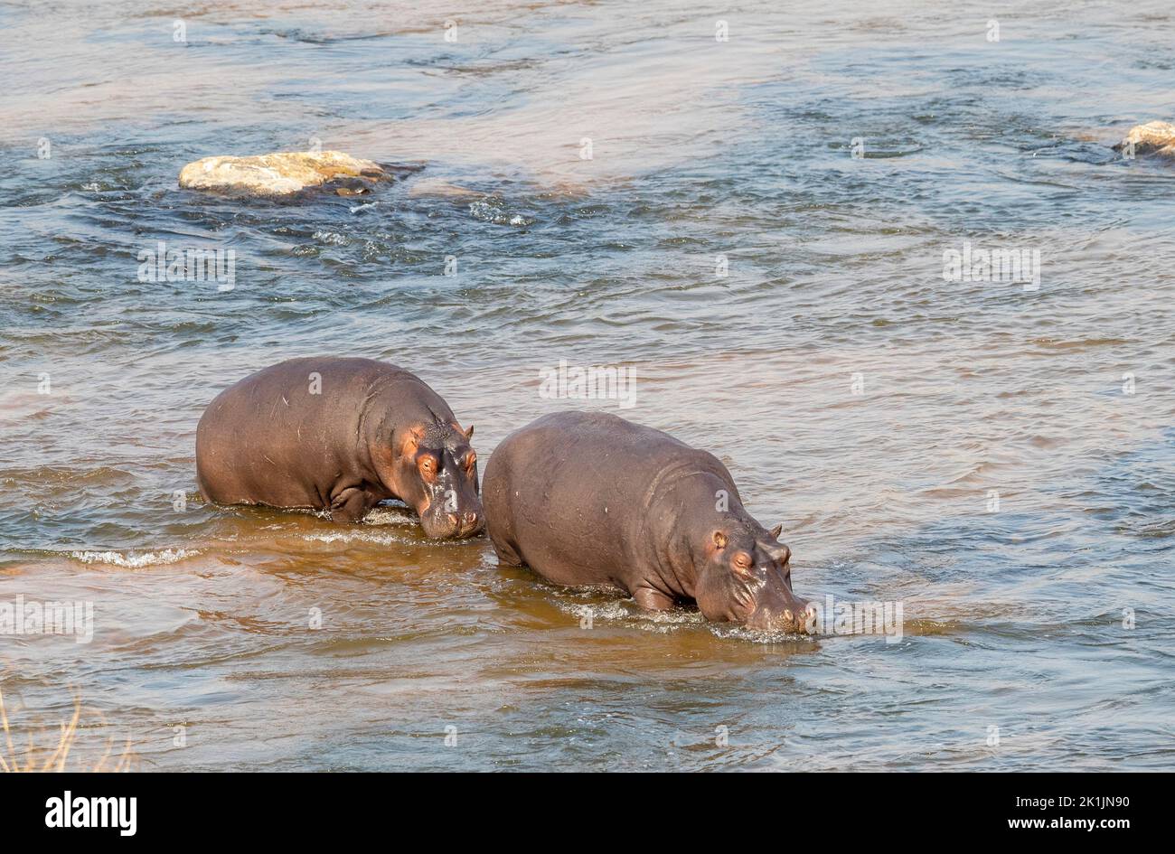 Mpumalanga. 18th septembre 2022. Photo prise le 18 septembre 2022 montre des hippopotames au parc national Kruger, Mpumalanga, Afrique du Sud. Le parc national Kruger est l'une des plus grandes réserves de gibier d'Afrique. Couvrant une superficie de 19 485 kilomètres carrés dans le nord-est de l'Afrique du Sud, le parc abrite un nombre impressionnant d'espèces. Credit: Zhang Yudong/Xinhua/Alay Live News Banque D'Images