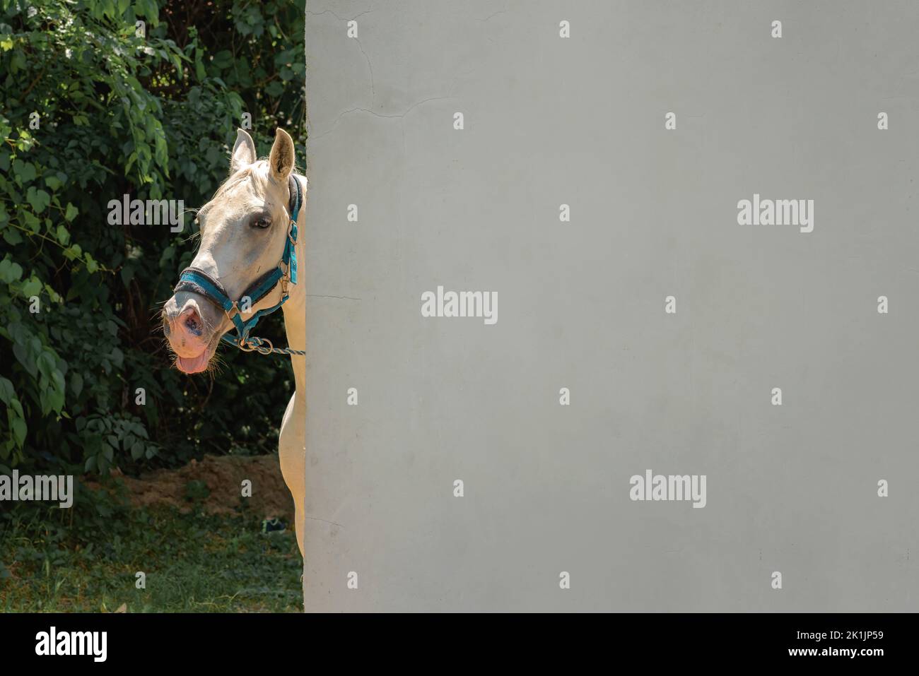 Un cheval blanc qui regarde derrière le mur et regarde l'appareil photo Banque D'Images