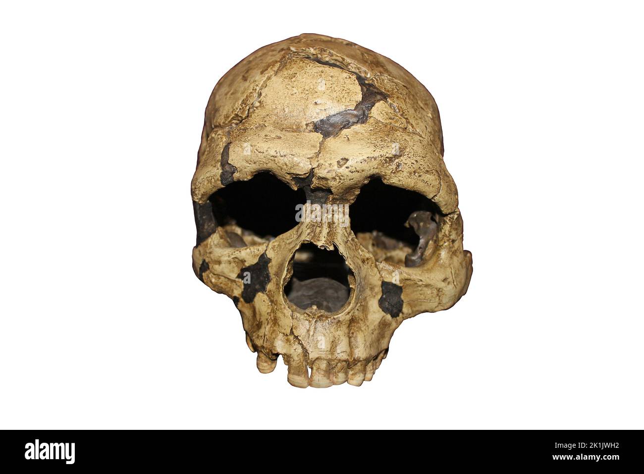 Homo sapiens crâne jeune adulte grotte de Qafzeh, Israël - Qafzeh 6 Banque D'Images