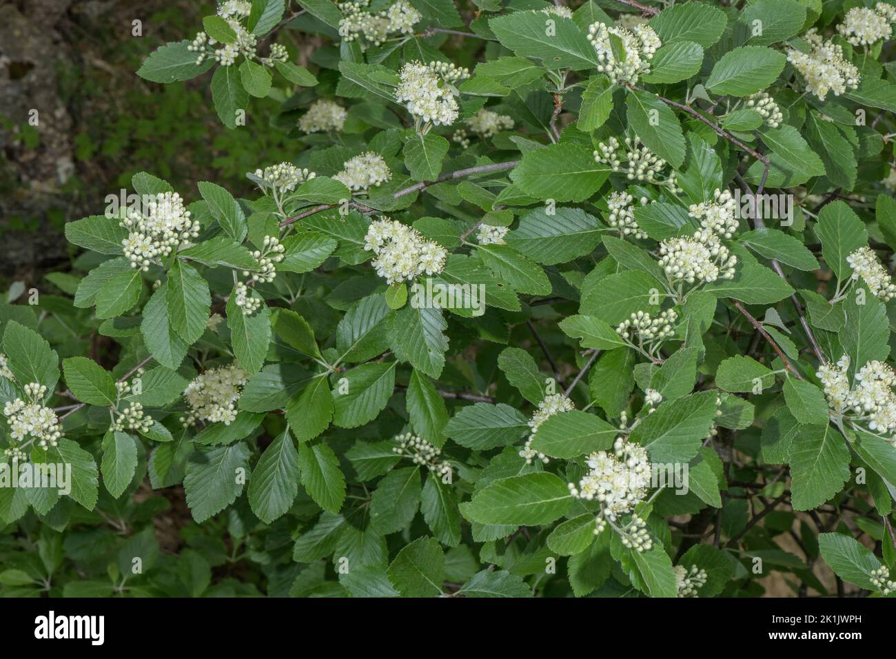 Whitebeam, Sorbus aria, en fleur. Banque D'Images