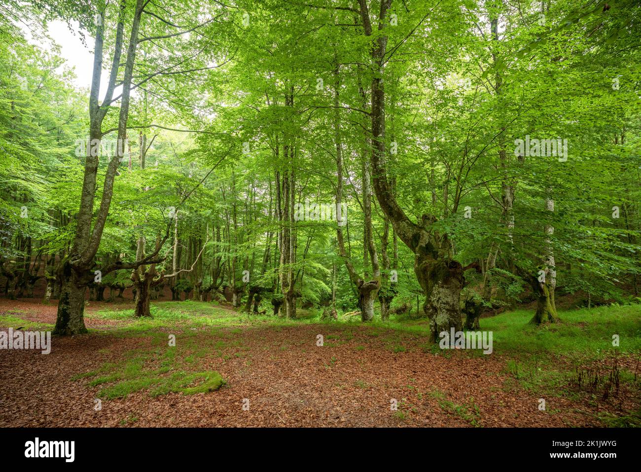 Paysage forêt de hêtre à feuilles dans le Parc naturel d'Urkiola, pays Basque, Espagne Banque D'Images