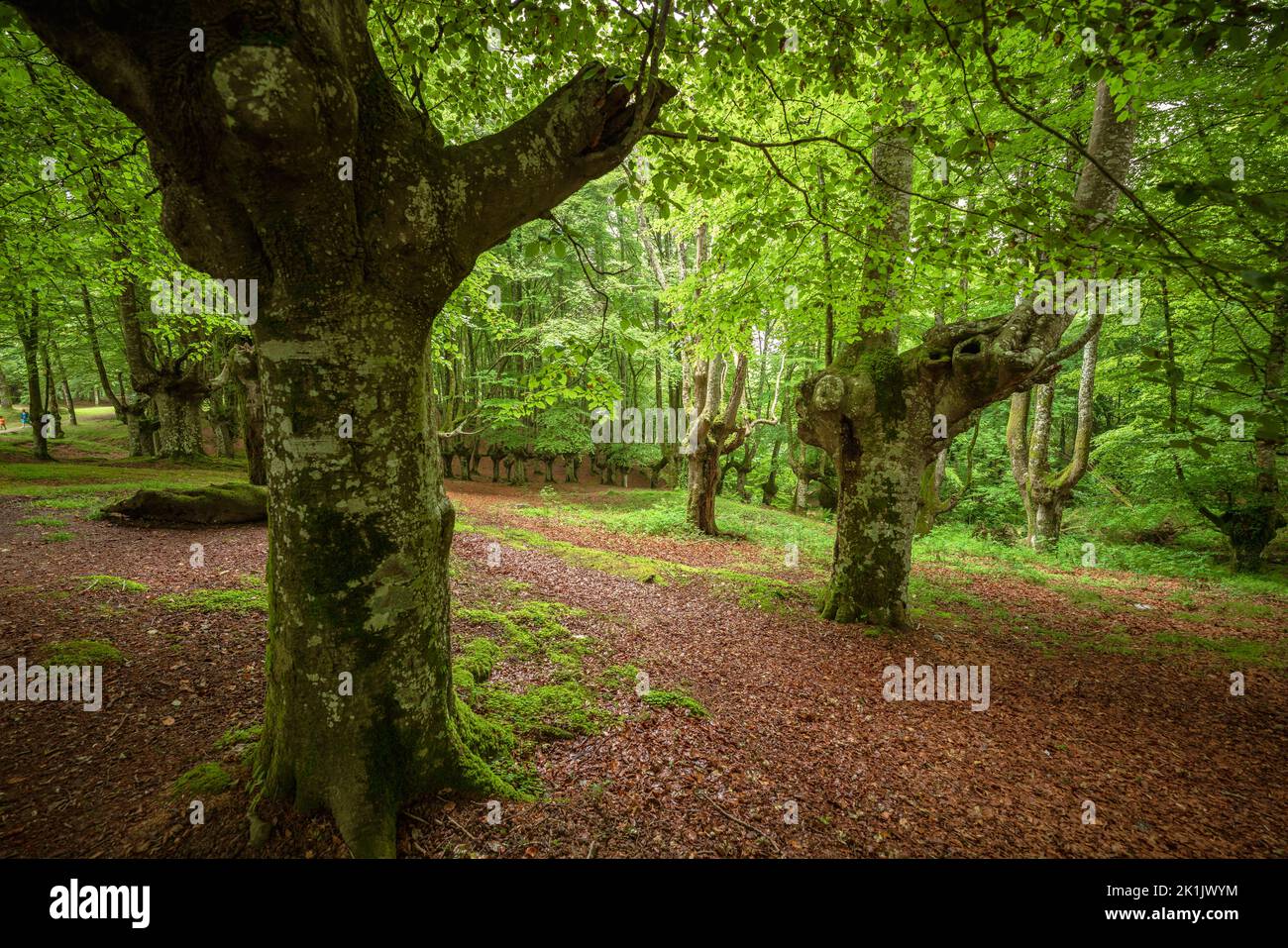 Paysage forêt de hêtre à feuilles dans le Parc naturel d'Urkiola, pays Basque, Espagne Banque D'Images