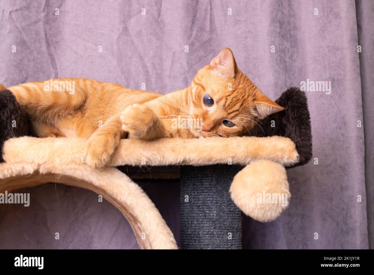 Red Cat and play Complex pour chats Banque D'Images