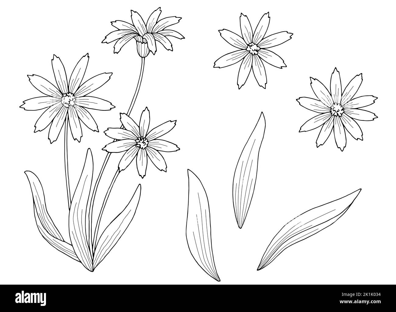 Avec de l'arnica Banque d'images vectorielles Alamy