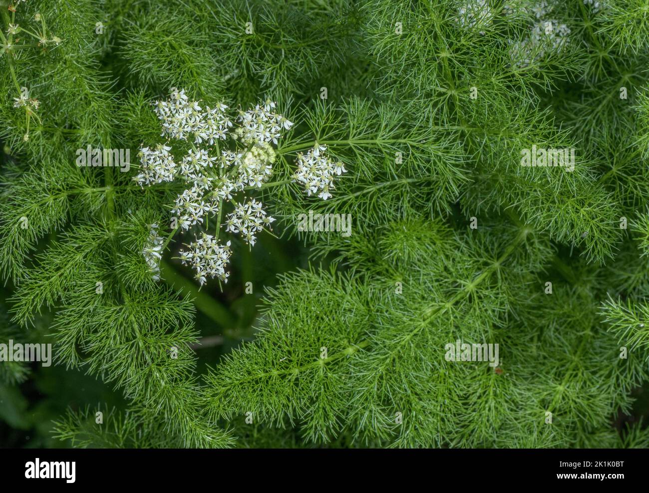Spignel ou Baldmoney, Meum athamanticum en fleur dans un pré de montagne. Banque D'Images