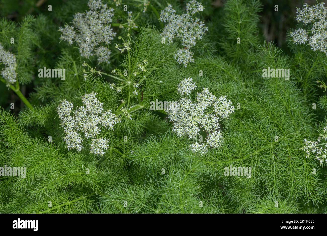 Spignel ou Baldmoney, Meum athamanticum en fleur dans un pré de montagne. Banque D'Images