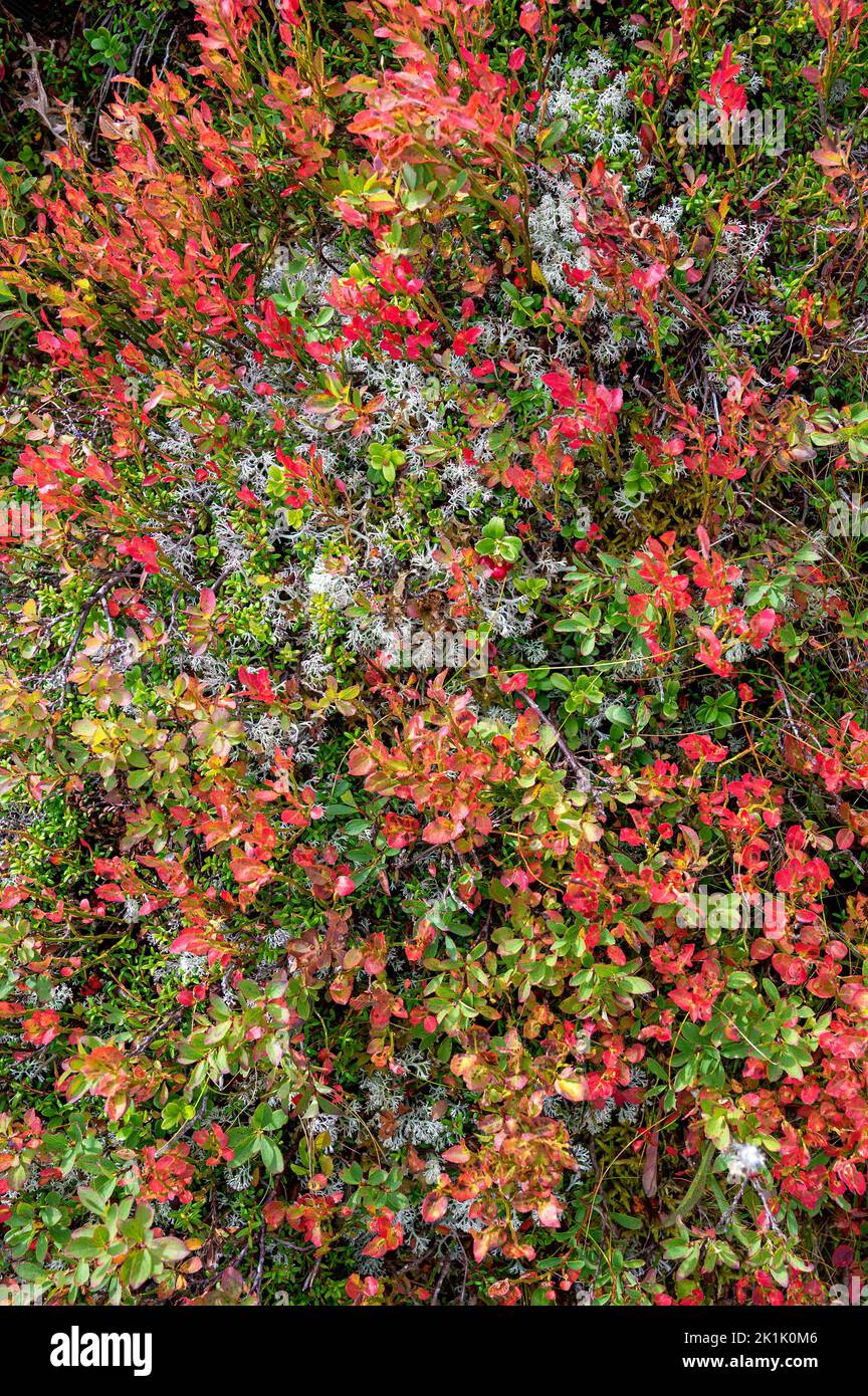 Lichens blancs et arbustes à baies lingonicoles avec des feuilles partiellement rouges sur un alp à la fin de l'été sur la montagne Turnthaler à Tirol, Autriche Banque D'Images