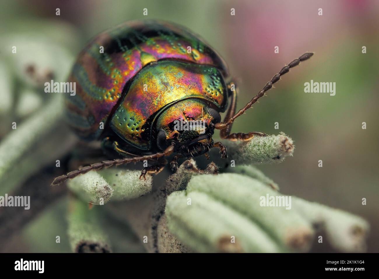 Romarin Beetle (Chrysolina americana) au repos sur la lavande. Tipperary, Irlande Banque D'Images