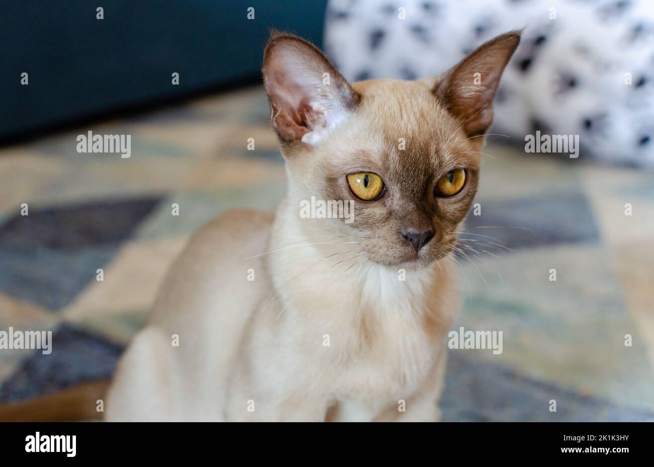 Chat de chocolat birman regardant assis sur un tapis bleu à l'appartement. Jeune chat birman pur race. Banque D'Images