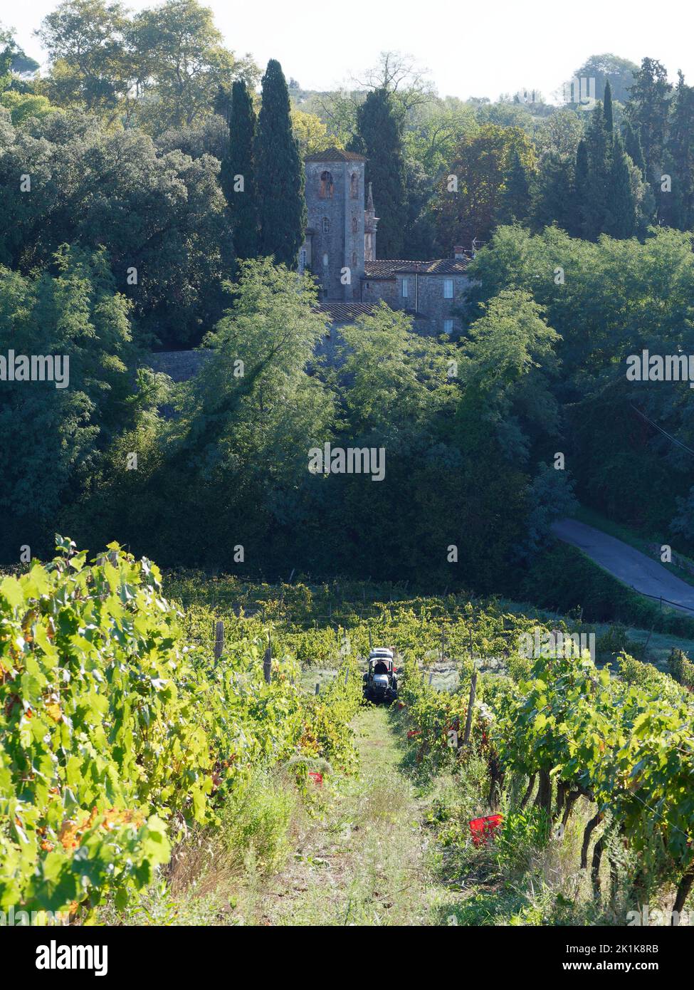 Vendange. Tracteur dans un vignoble biologique à Camigliano près de Lucca en Toscane, Italie. Les boîtes rouges sont prêtes à être remplies de raisins. Banque D'Images