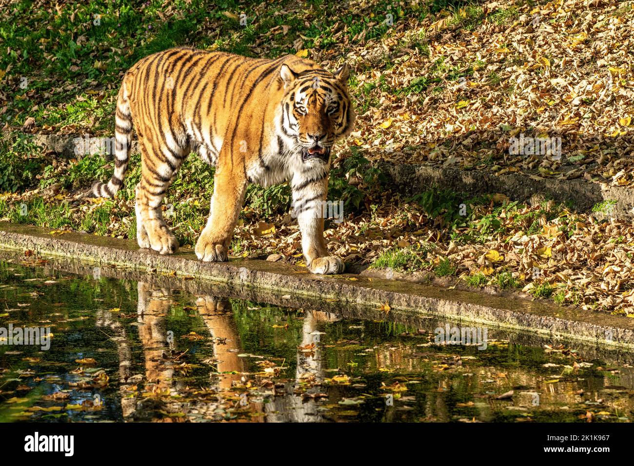 Le tigre de Sibérie, Panthera tigris altaica est le plus grand chat dans le monde Banque D'Images