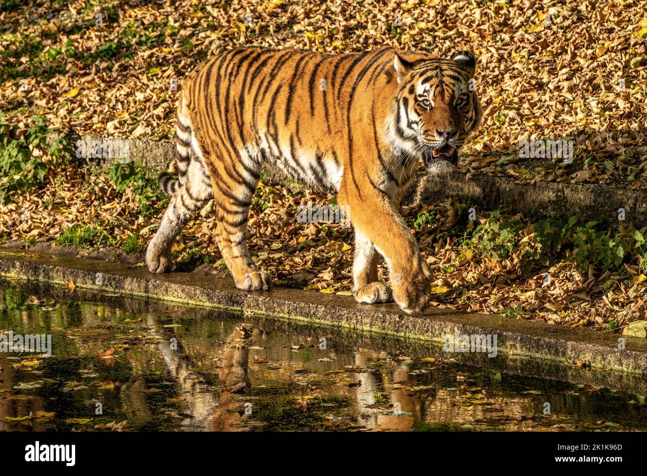 Le tigre de Sibérie, Panthera tigris altaica est le plus grand chat dans le monde Banque D'Images