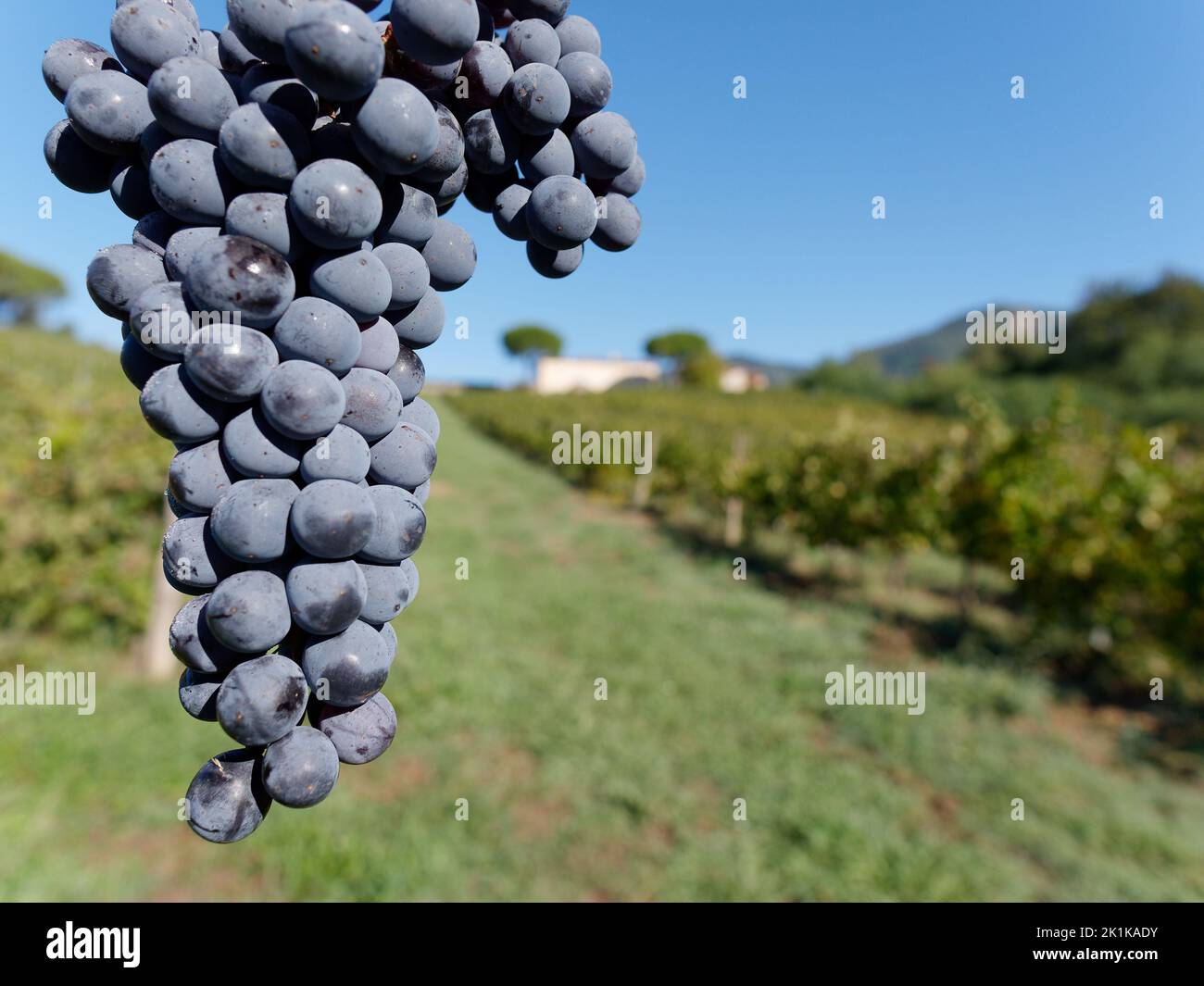 Bouquet de raisins prêts à récolter dans un vignoble biologique. Camigliano, province de Lucca, Toscane, Italie Banque D'Images