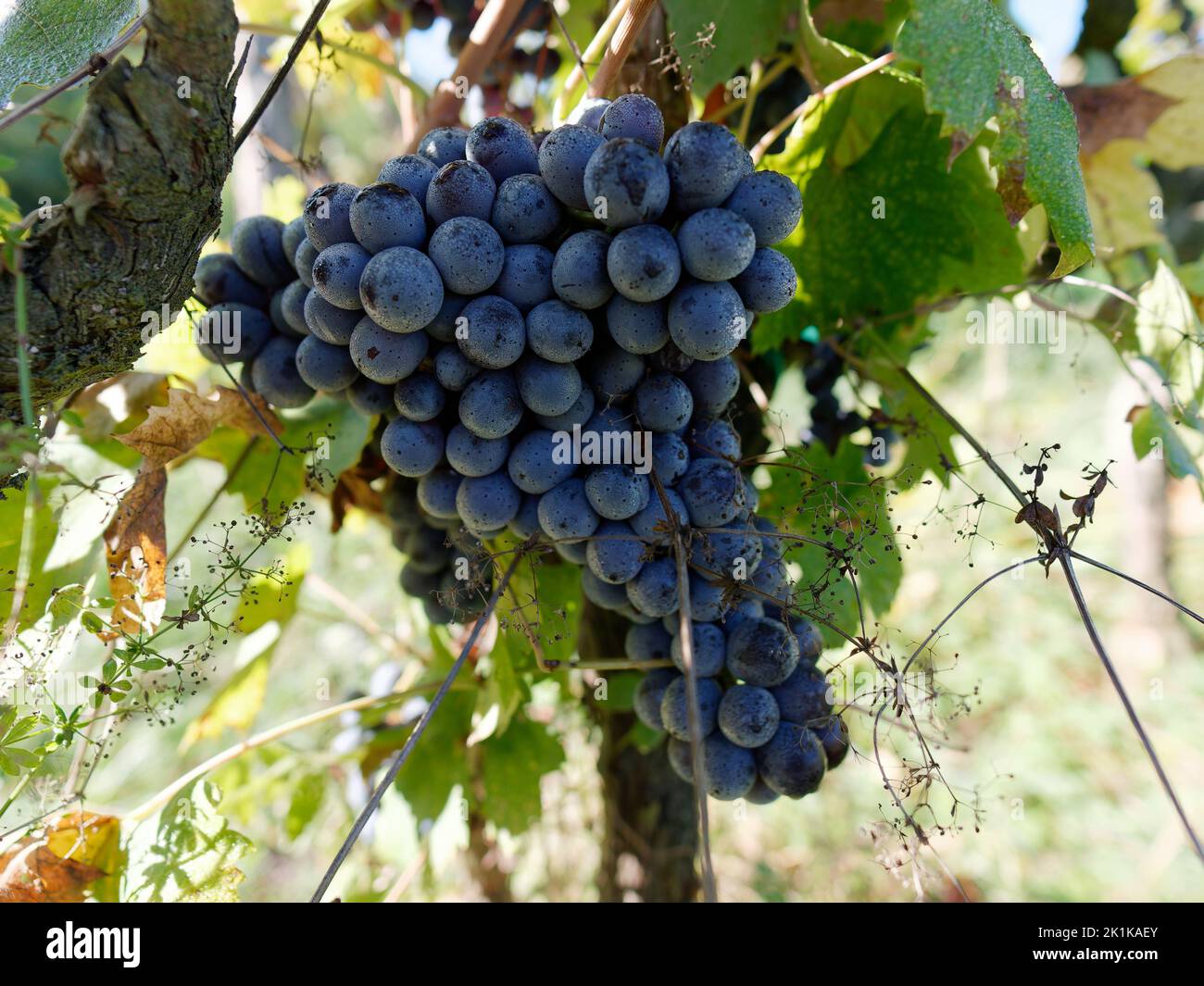 Bouquet de raisins prêts à récolter dans un vignoble biologique. Camigliano, province de Lucca, Toscane, Italie Banque D'Images